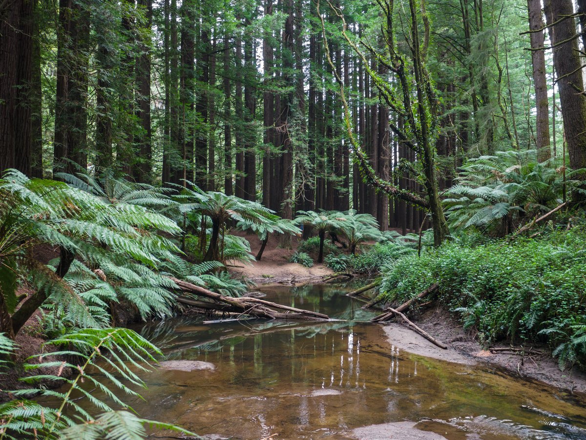 A grove of tall Californian redwoods over a tree-fern understorey and a small creek in the Otway Ranges