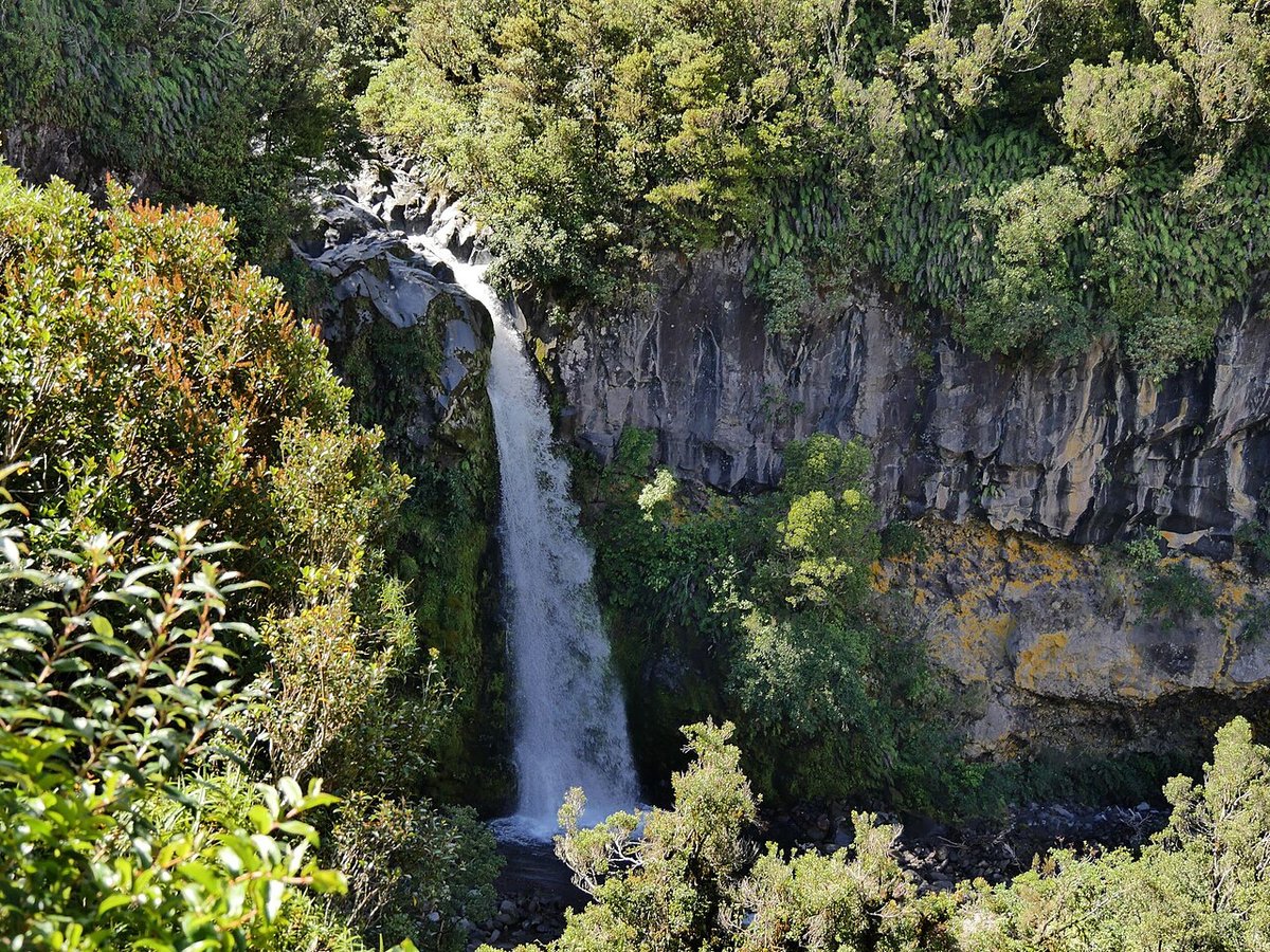 Dawson Falls dropping over a mossy lava cliff into dense rainforest, Egmont/Taranaki National Park