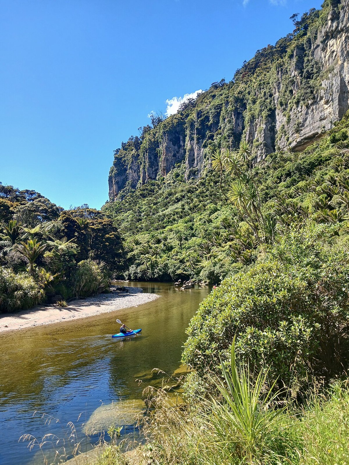 The jade-green Pororari River between limestone bluffs draped in nikau palms, Paparoa National Park