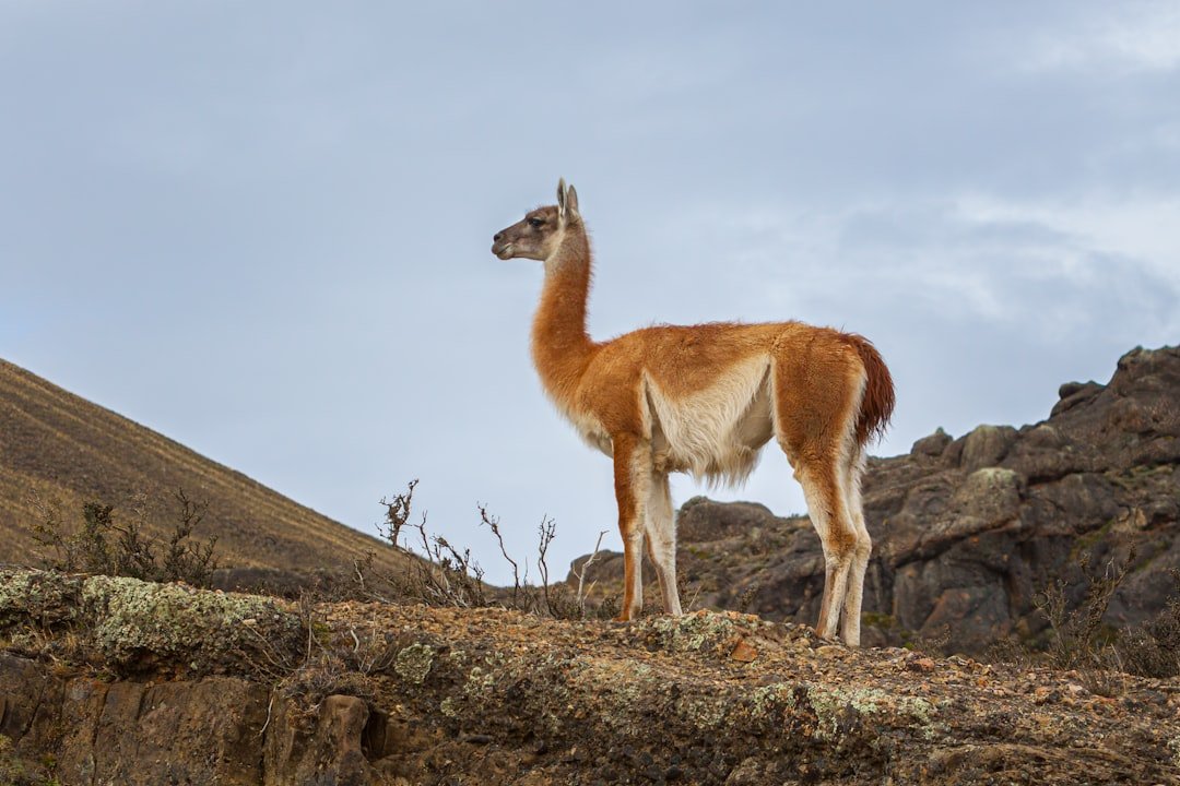 Guanaco standing watch on a rocky ridge in Torres del Paine, Chile