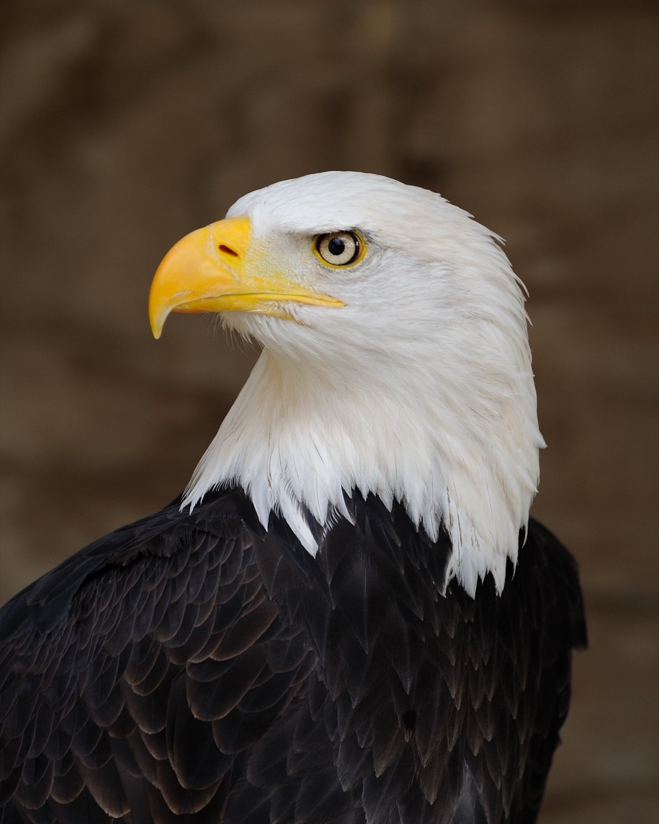 A bald eagle in profile, every white head feather and the golden catchlight in its eye rendered in crisp front light