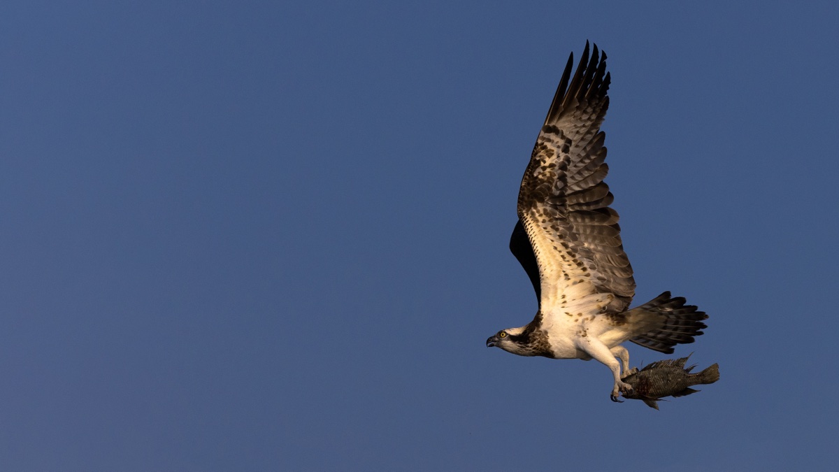An osprey in flight carrying a fish, sharply rendered against a clean deep-blue sky