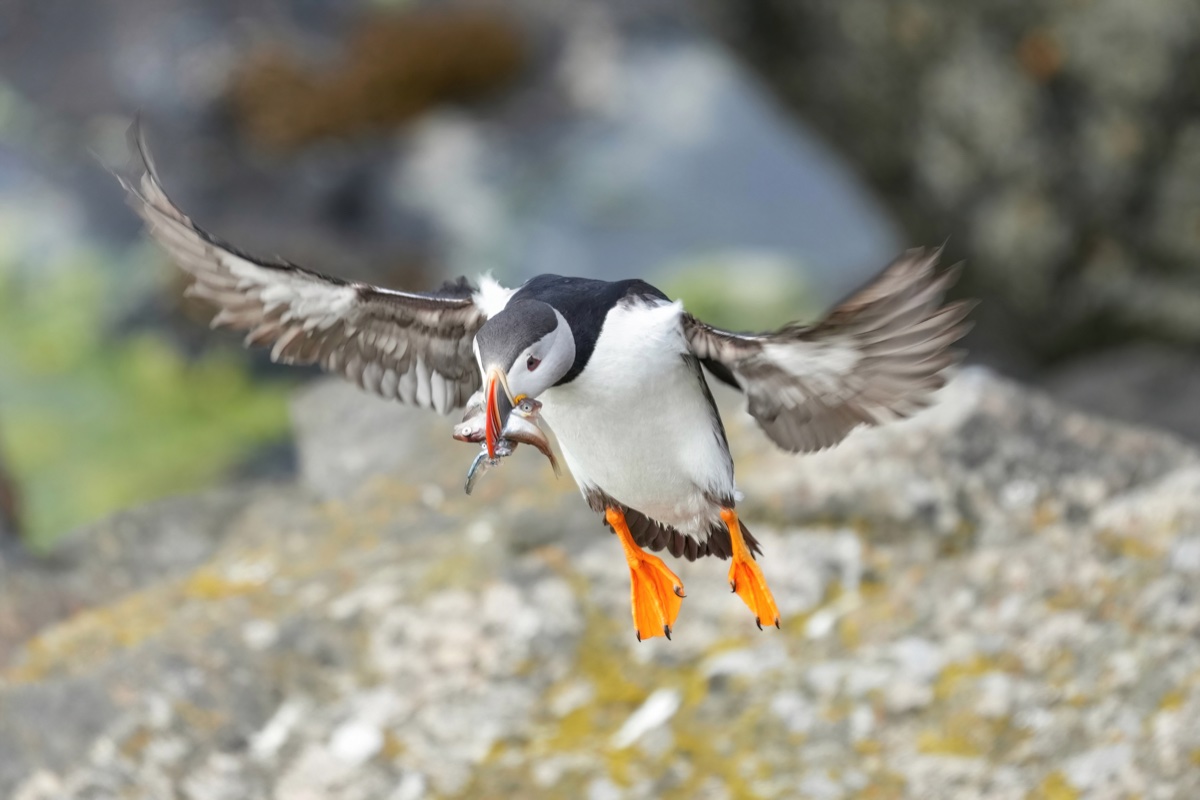 An Atlantic puffin flaring its wings to land on a rocky cliff, feet down and beak full of fish, sharp against a soft cluttered background