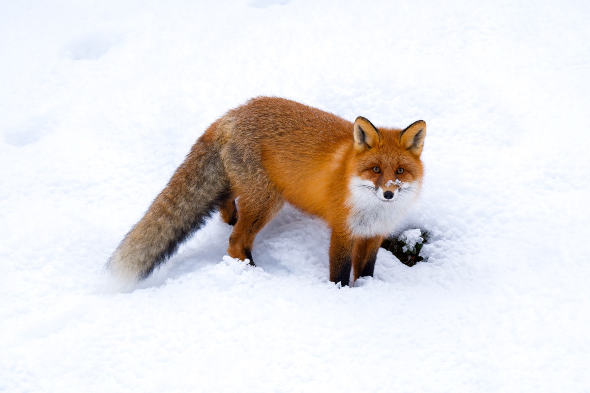 A red fox in full winter coat standing on clean white snow, its eyes meeting the camera at eye level